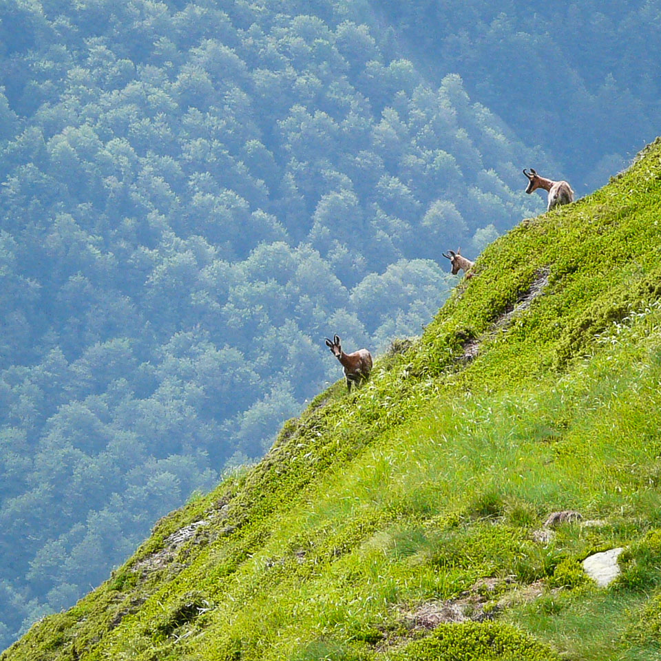 Isards dans une pente des pyrénées