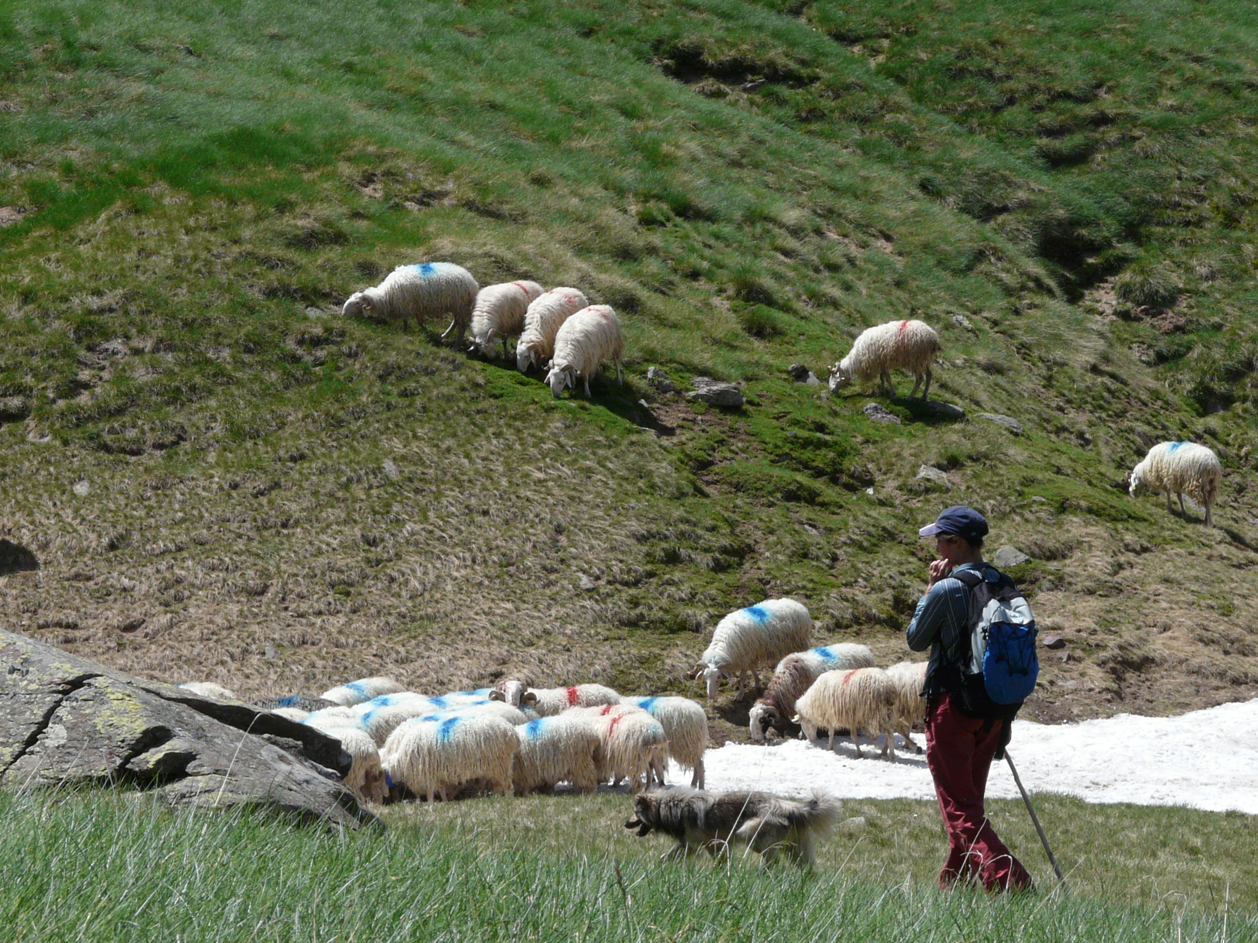 Table-ronde sur le pastoralisme au Festival International des Métiers de Montagne