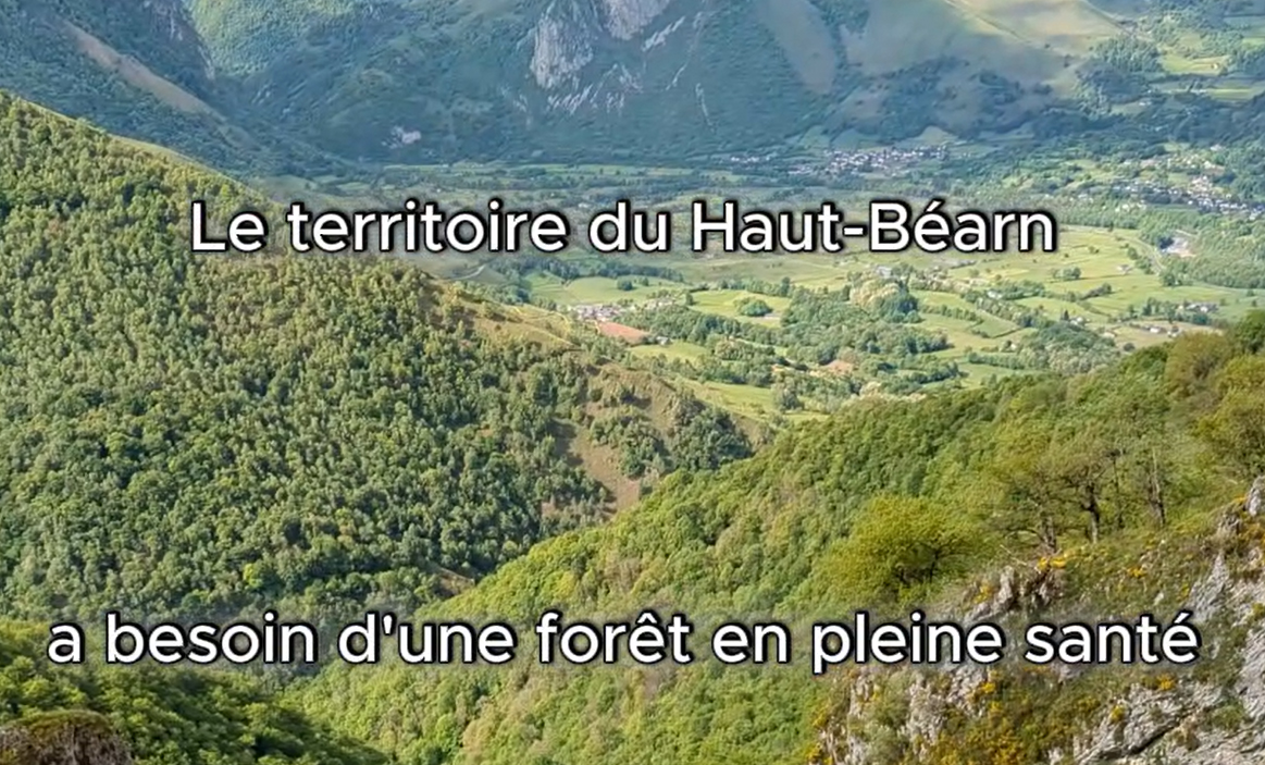 Pourquoi doit-on relancer la gestion de notre forêt ?